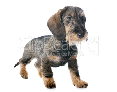 puppy wire haired dachshund
