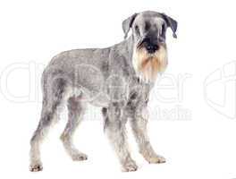 standard schnauzer