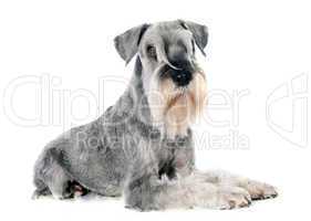 standard schnauzer