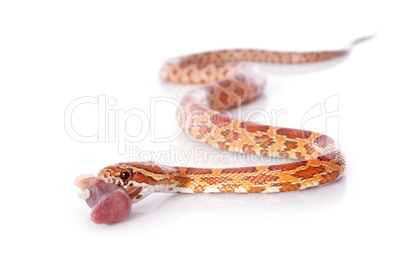 eating corn snake