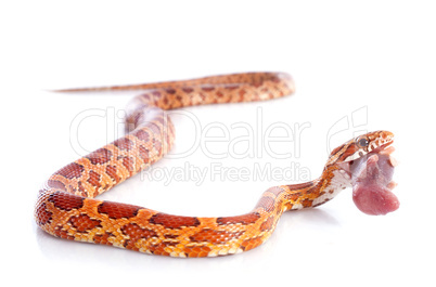 eating corn snake