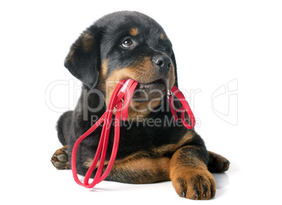rottweiler and leash