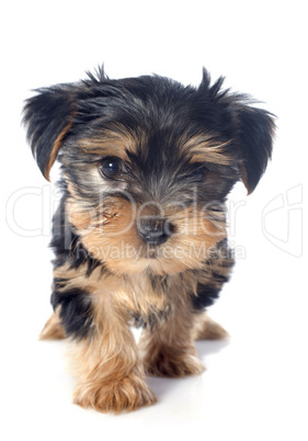 chiot yorkshire terrier