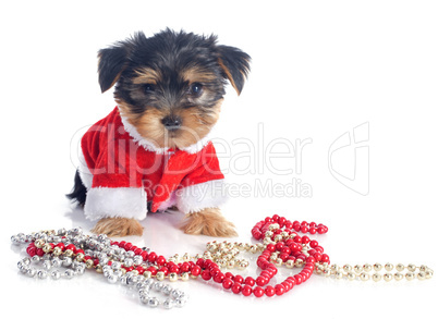 chiot yorkshire terrier