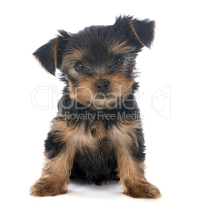 chiot yorkshire terrier