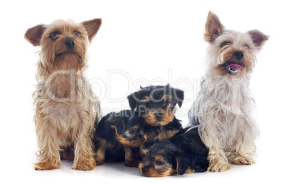 family yorkshire terrier