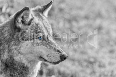 north american gray wolf with blue eyes