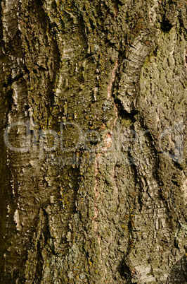 tree texture