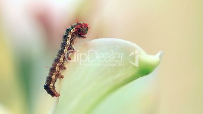Small caterpillar full of pollen