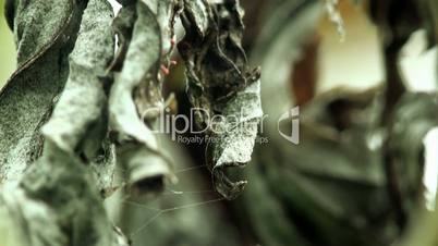 Makro von getrockneten, geschwärzte Blätter