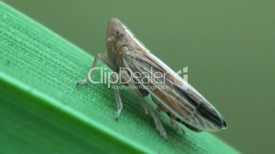 kleine mücke auf grashalm