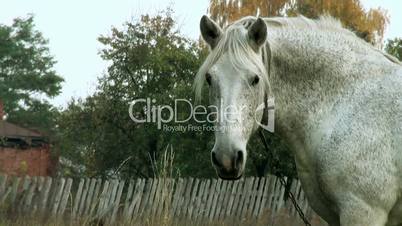 head of white horse