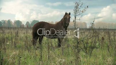 Braunes Pferd auf der Weide