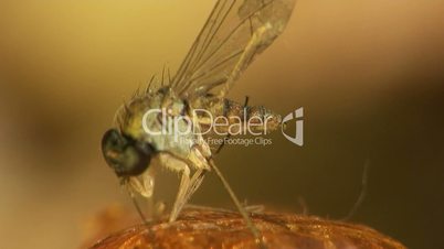 Makro, Mosquito sitzt auf einem Harz