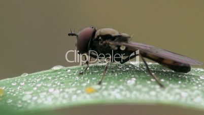 Makro, kleine Fliege sitzt auf taufrischen Blatt