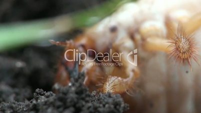 mai-käfer larve zappelt, makro