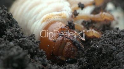 mai-käfer larve zappelt, makro