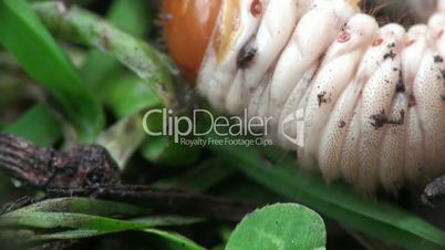 weiß larve zappelt im gras, makro