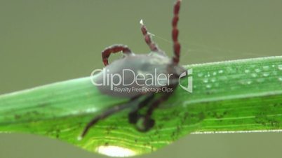 Makro, Milbe sitzt auf Gras