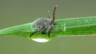 Makro, Milbe sitzt auf Gras