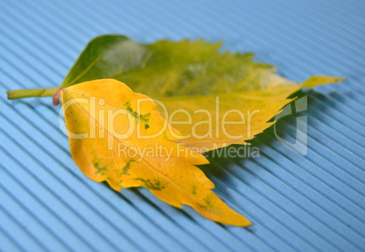 Yellow leaves on turquoise background