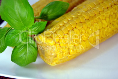 Fresh Corn on the cob