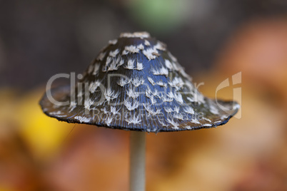 spechttintling - coprinopsis picacea - pilzhut