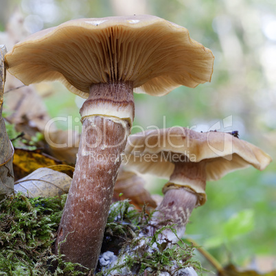 hallimasche - armillaria - moos