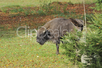 Wisent