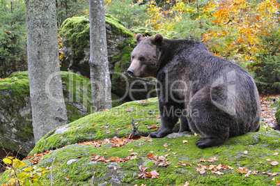 Braunbär