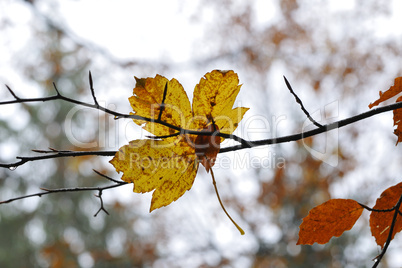 Herbst