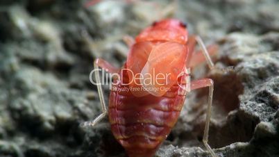 insekt rot stink bug, melamphaus rubrocinctu