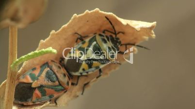 Pentatomidae Makro Bug Käfer