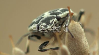 Pentatomidae Makro Bug Käfer Insekt