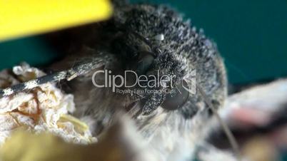schmetterling lepidoptera makro