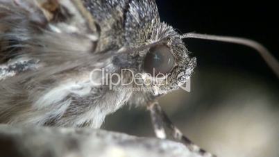 Schmetterling Lepidoptera Makro