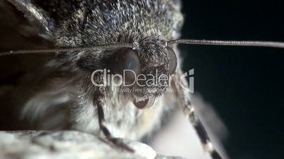 schmetterling lepidoptera makro