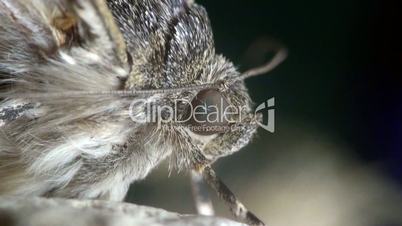 Schmetterling Lepidoptera Makro