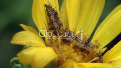 caterpillar insekt sitzt auf einer blume