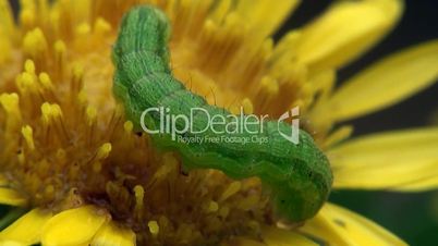 Caterpillar insect macro