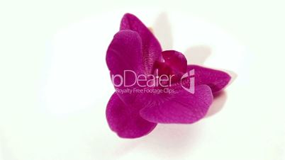 purple orchid rotate