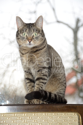 katze katze