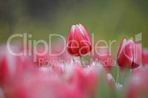 tulpen