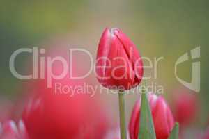 tulpen