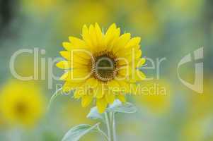 sonnenblume