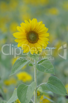 sonnenblume sonnenblume