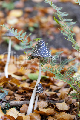 spechttintlinge - coprinopsis picacea