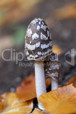 spechttintlinge - coprinopsis picacea