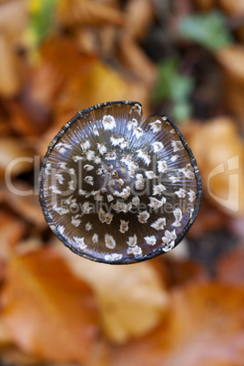 spechttintling - coprinopsis picacea - aufsicht