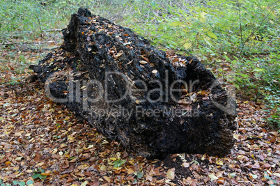 decomposing tree trunk
